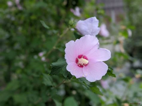 門口種芙蓉|芙蓉の育て方｜種まきや剪定、挿し木の時期と方法 